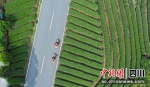 “电马儿”骑行在茶山上。 牟雯雯摄 - Sc.Chinanews.Com.Cn