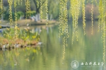 今日春分，校园花开春色浓 - 西南科技大学