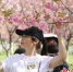 游客在“樱花谷”赏花拍照。 什邡市委宣传部供图 - Sc.Chinanews.Com.Cn