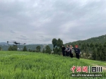 图为无人机喷药现场。 - Sc.Chinanews.Com.Cn