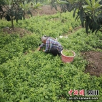 老人正在挖野菜。何轩 摄 - Sc.Chinanews.Com.Cn