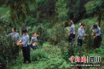 杨村茶产业发展良好。主办方供图 - Sc.Chinanews.Com.Cn