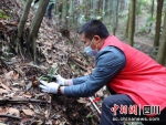 工作人员正在林间栽种兰花。 彭川摄 - Sc.Chinanews.Com.Cn