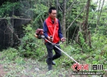 工作人员正在伐青，构筑森林防火隔离带。廖桂华 摄 - Sc.Chinanews.Com.Cn