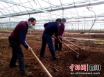 农户正在春耕生产。姚阳 摄 - Sc.Chinanews.Com.Cn