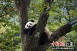 躲在树上的慵懒大熊猫。颜华摄 - Sc.Chinanews.Com.Cn