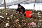 大门村民正在采收羊肚菌。汶川县委宣传部供图 - Sc.Chinanews.Com.Cn