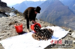 大门村民正在采收羊肚菌。汶川县委宣传部供图 - Sc.Chinanews.Com.Cn