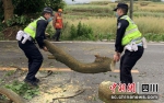 自贡沿滩：暴雨突袭 交警及时清障保安全 - Sc.Chinanews.Com.Cn