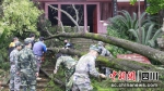 正在清理被大风吹倒的大树。安岳县融媒体中心 供图 - Sc.Chinanews.Com.Cn