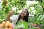 游客在采摘樱桃。杨桃 摄 - Sc.Chinanews.Com.Cn