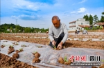 栽种玉米。姚阳 摄 - Sc.Chinanews.Com.Cn