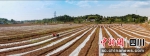 工人们正在大豆玉米带状复合种植示范基地忙碌。姚阳 摄 - Sc.Chinanews.Com.Cn
