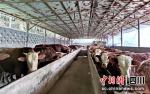 规模化的养牛场。杜云 摄 - Sc.Chinanews.Com.Cn