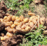 大安区示范种植马铃薯喜获丰收。彭莉平 摄 - Sc.Chinanews.Com.Cn