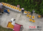 迎来丰收的晚熟柑橘。顺庆区融媒体中心供图 - Sc.Chinanews.Com.Cn