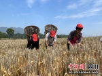 紫糯小麦丰收。合江县融媒体中心供图 - Sc.Chinanews.Com.Cn