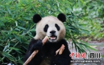 雅安：萌娃走进熊猫家园 集体研学 - Sc.Chinanews.Com.Cn