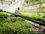 生机勃勃的现代化农业产业园。 - Sc.Chinanews.Com.Cn