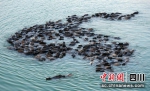 百牛渡江，进入岛上。资料图片 - Sc.Chinanews.Com.Cn