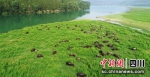 牛在岛上吃草。资料图片 - Sc.Chinanews.Com.Cn