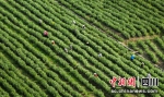 成片的农产业。简阳市委宣传部 供图 - Sc.Chinanews.Com.Cn