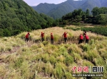 志愿服务队帮忙收割油菜。万源市委宣传部供图 - Sc.Chinanews.Com.Cn