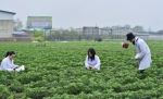 【西南科大人】黄晶：一颗“青椒”与农业的不解之缘 - 西南科技大学