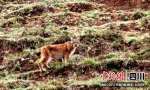 工作人员下乡途中拍到的国家二级保护动物猞猁。理塘融媒供图 作者 - Sc.Chinanews.Com.Cn