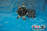 川籍绿海龟宝宝。(成都海昌极地海洋公园 供图) - Sc.Chinanews.Com.Cn