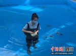 川籍绿海龟宝宝。(成都海昌极地海洋公园 供图) - Sc.Chinanews.Com.Cn