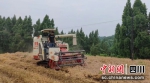 机收小麦现场。李晓菊 摄 - Sc.Chinanews.Com.Cn