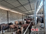 广汉援建的山江乡肉牛养殖项目已有成效。 广汉市组织部供图 - Sc.Chinanews.Com.Cn