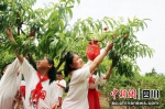学生采摘自己种植桃子。 唐彪 摄 - Sc.Chinanews.Com.Cn