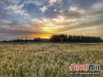 “有仙森”拍摄的金沙农田湿地。 - Sc.Chinanews.Com.Cn