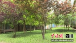 小区内成片的植被。李晓菊 摄 - Sc.Chinanews.Com.Cn