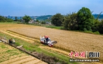 小麦丰收。 刘伟 摄 - Sc.Chinanews.Com.Cn