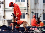 训导员与搜救犬在一处废墟上开展训练。凉山森林消防供图 - Sc.Chinanews.Com.Cn