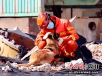 搜救犬与训导员。凉山森林消防供图 - Sc.Chinanews.Com.Cn