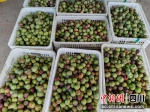 采摘的新鲜茵红李。 唐龙会 摄 - Sc.Chinanews.Com.Cn