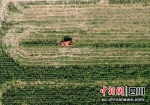 南充蓬安： 玉米秸秆“变”青贮饲料 环保又增收 - Sc.Chinanews.Com.Cn