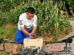 工作人员正在往植保无人机投放赤眼蜂卡球。骆龙 摄 - Sc.Chinanews.Com.Cn