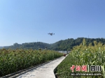 无人机正在作业。 竭召林 摄 - Sc.Chinanews.Com.Cn