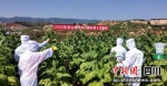 网格员在地里指导种植烟叶。 - Sc.Chinanews.Com.Cn