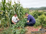 查看套种的大豆生长情况。 旌阳区委宣传部供图 - Sc.Chinanews.Com.Cn