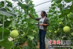 两河口镇两河口村彭小容在发展蔬菜产业。苗志勇 摄 - Sc.Chinanews.Com.Cn