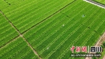 一望无际的水稻制种田。马诗雨摄 - Sc.Chinanews.Com.Cn