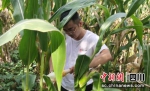 工作人员在玉米地现场查看灾情。四川人保财险 供图 - Sc.Chinanews.Com.Cn