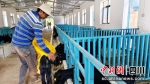 工人正在羊圈喂羊。（会东县委宣传部供图） - Sc.Chinanews.Com.Cn