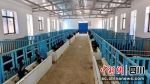 整洁的羊圈。（会东县委宣传部供图） - Sc.Chinanews.Com.Cn
